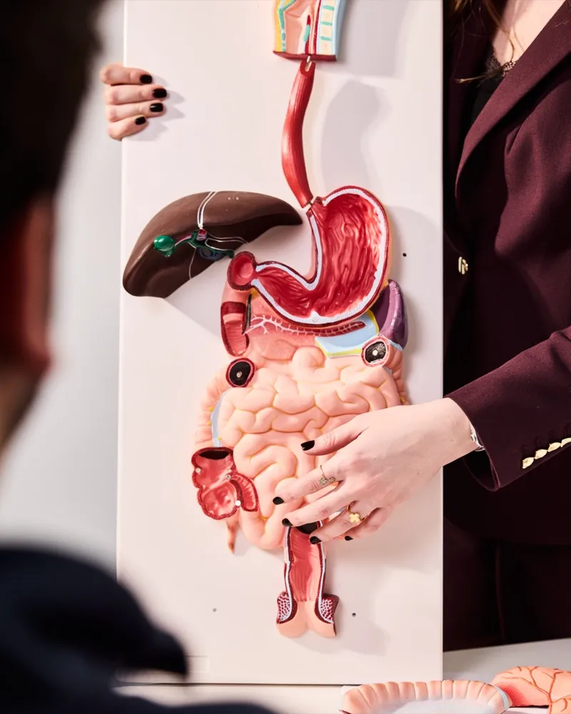 Digestive system education during nutrition consultation